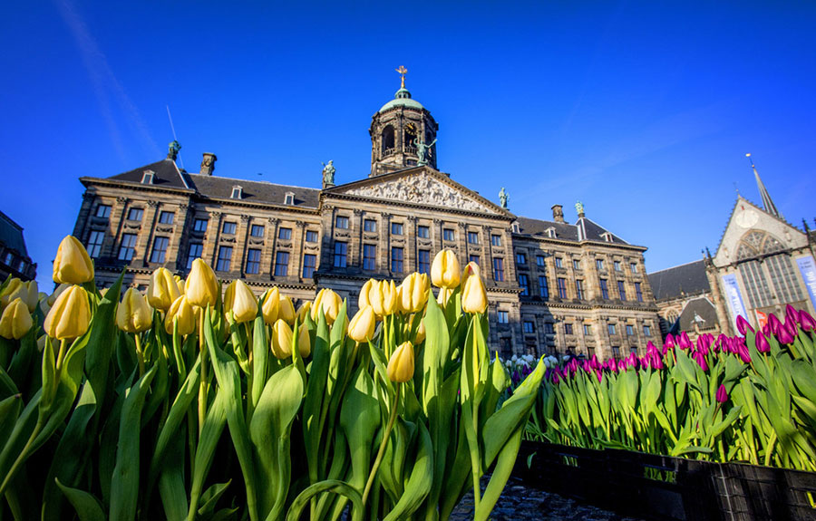 Amsterdam transforms into a tulip ocean on National Tulip Day