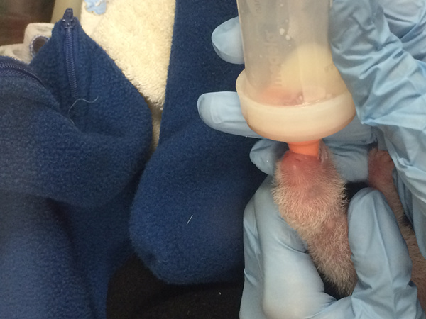 Smaller panda cub twin dies at National Zoo