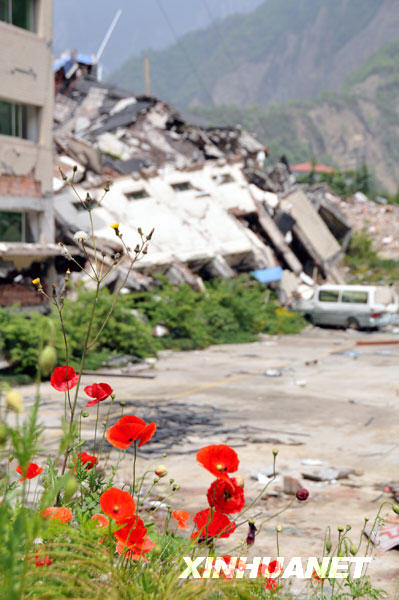 鮮花盛開北川廢墟[組圖]